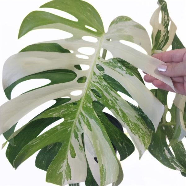 Monstera Borsigiana Albo Variegata – Rare White Variegated Climbing Monstera - Image 3