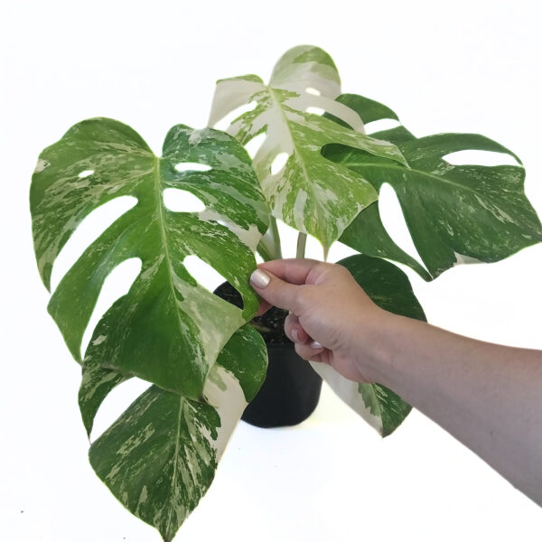 Monstera Borsigiana Albo Variegata – White Variegated Climbing Monstera (Plant 2) - Image 3