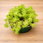 Sedum mexicanum ‘Lemon Coral’ – Mexican Stonecrop Succulent | 12cm Nursery Pot Groundcover