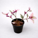 Tradescantia Nanouk – Pink Variegated Indoor Plant | 14cm Pot