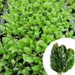 Fordhook Giant Spinach Seedlings Box – 200 | 500 | 1000 Ready-to-Plant Starter Plants