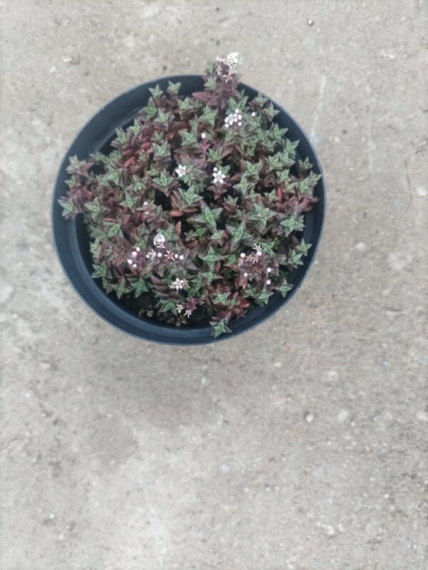Crassula axilis – Compact Shrubby Succulent - Image 2