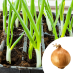 Onion Seedlings Box – 500 |1000 | 2000 Ready-to-Plant Starter Plants