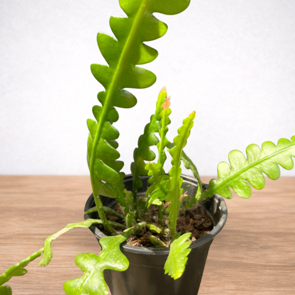 Fishbone Cactus (Epiphyllum anguliger) – Zig-zag Trailing Cactus | 14cm Hanging Pot - Image 2