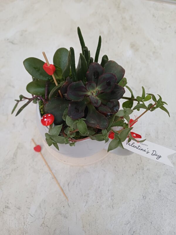 Cup of Love Succulent Mug | Valentine’s Day Plant Gift | Mini Succulent Garden Arrangement - Image 2