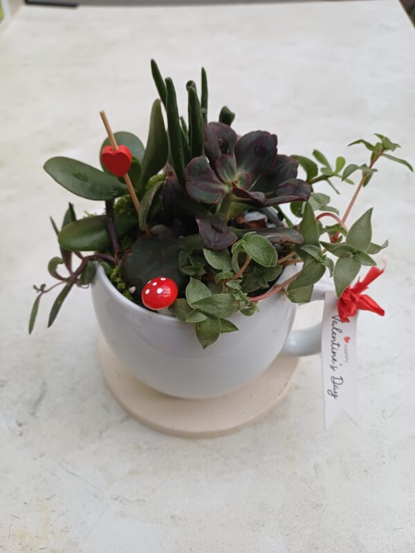Cup of Love Succulent Mug | Valentine’s Day Plant Gift | Mini Succulent Garden Arrangement - Image 4