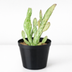 Variegated Prickly Pear (Opuntia Variegata) | 10cm Pot | Rare Marble Cactus Feature Plant