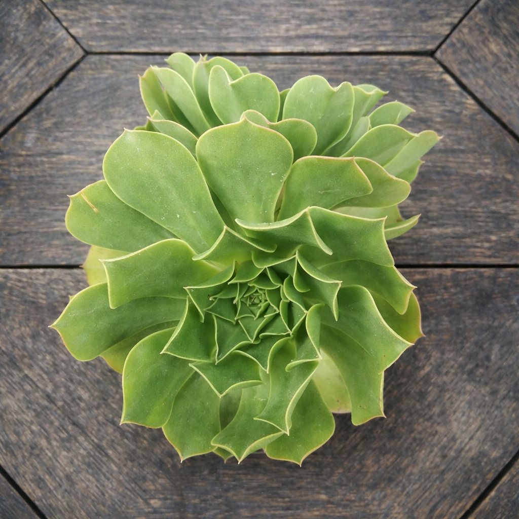20260212_1501_Succulent on Wooden Surface_remix_01kh8z14bzfrmbvjah7637vcxk