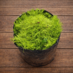 Green Sphagnum Moss 100g – Long Fibre Orchid & Terrarium Moss |