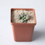 Baby Toes Succulent (Fenestraria rhopalophylla / Fenestraria aurantiaca) – Rare Window Succulent for Pots & Succulent Collections | 7.5cm Pot