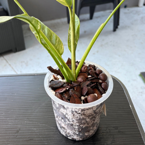 ROOTLABS Aroid Mix (8L) – Professional Structural Substrate - Image 3