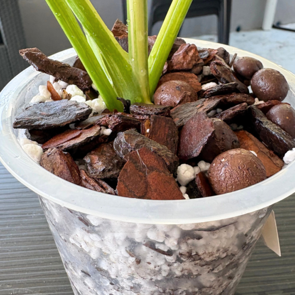 ROOTLABS Aroid Mix (8L) – Professional Structural Substrate - Image 2