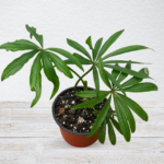 Anthurium polyschistum – Rare Climbing Anthurium