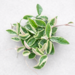 Hoya carnosa ‘Variegata’ – Variegated Wax Plant