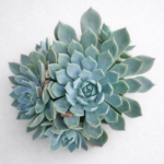 Echeveria imbricata – Blue Rose Rosette Succulent