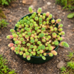 Sedum hispanicum (Blue Carpet) – Spanish Stonecrop Succulent | 12cm Nursery Pot Groundcover