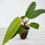 Philodendron ‘Painted Lady’ – Yellow Variegated Climbing Philodendron