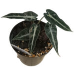Alocasia amazonica ‘Bambino’ – Compact African Mask Plant