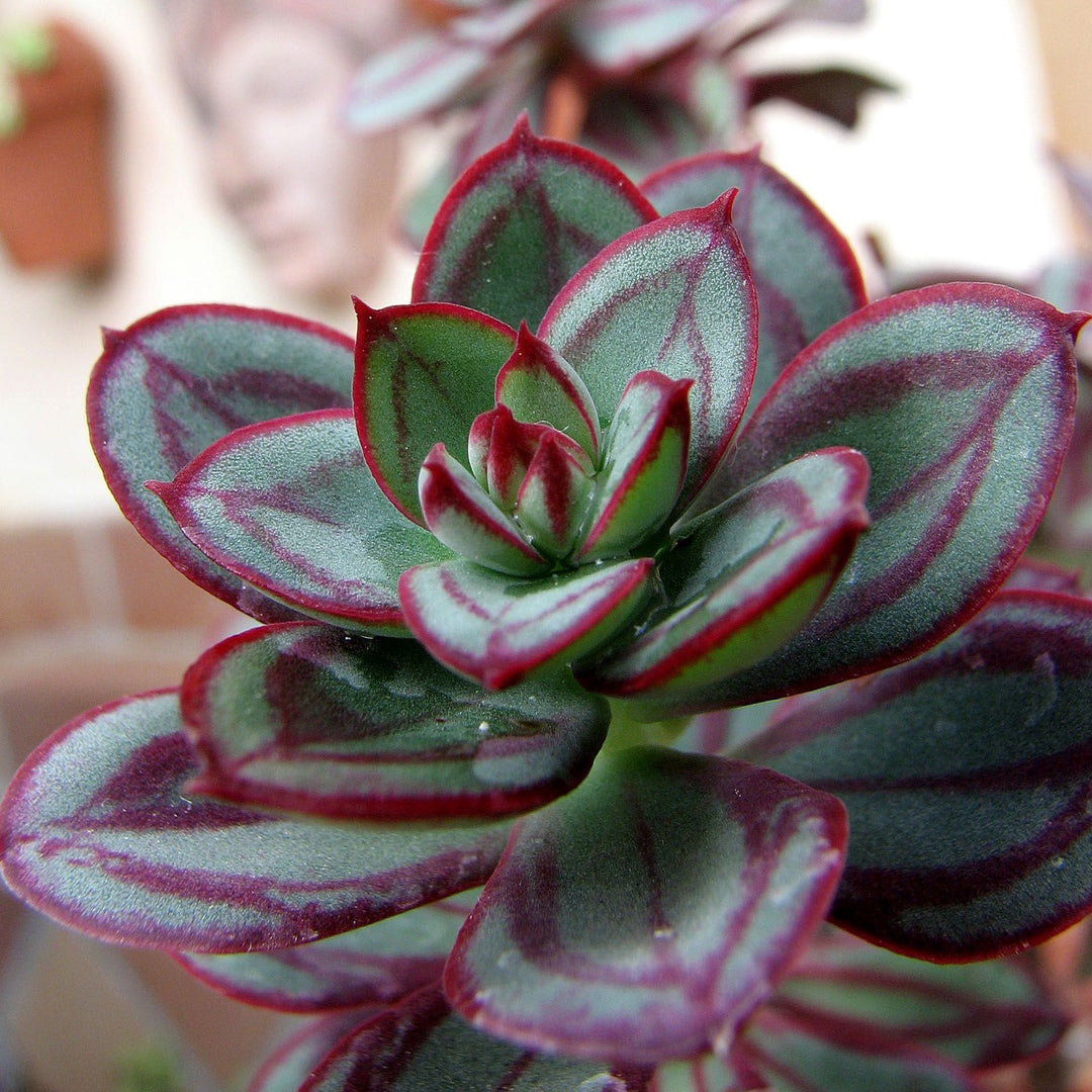 Eckeverianodulosa_1080x