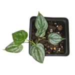 Philodendron brandtianum – Silver Leaf Climbing Philodendron