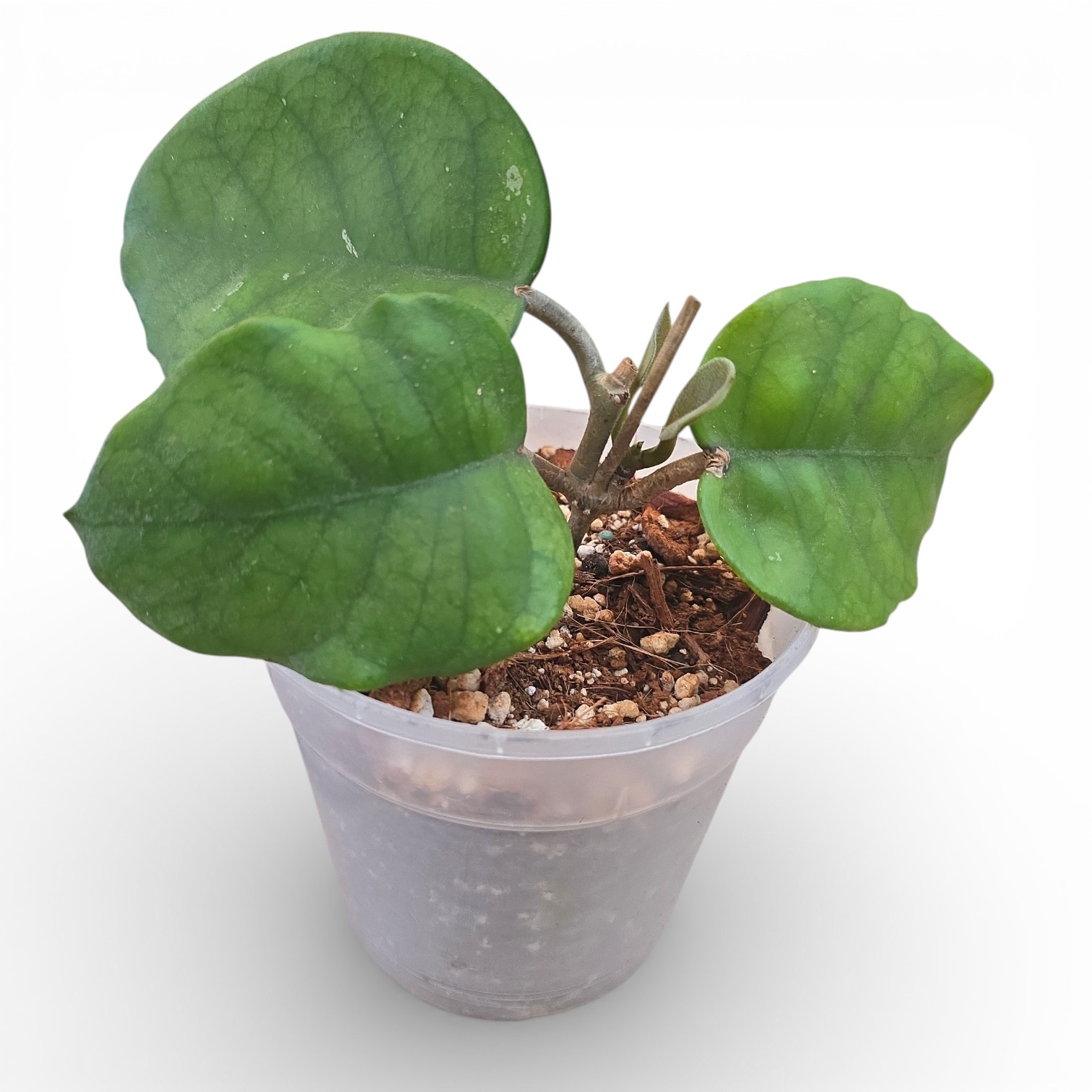 Hoya Fungii