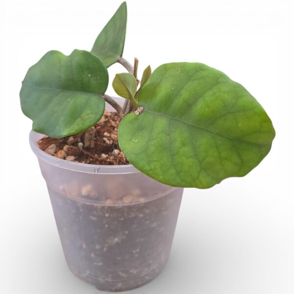 Hoya Fungii – Rare Wax Plant with Velvety Foliage - Image 3