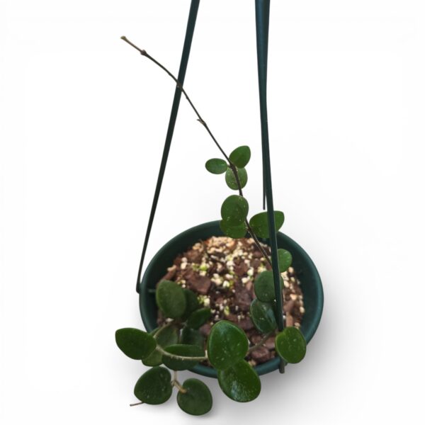 Hoya Mathilde in 16cm Green Hanging Pot – Rare Wax Plant with Compact Trailing Vines - Image 3