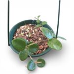 Hoya Mathilde in 16cm Green Hanging Pot – Rare Wax Plant with Compact Trailing Vines