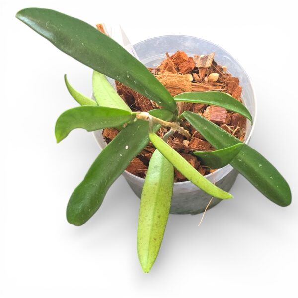 Hoya Minibelle – Rare Hybrid Wax Plant with Striking Foliage - Image 2
