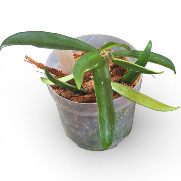 Hoya Minibelle – Rare Hybrid Wax Plant with Striking Foliage - Image 3