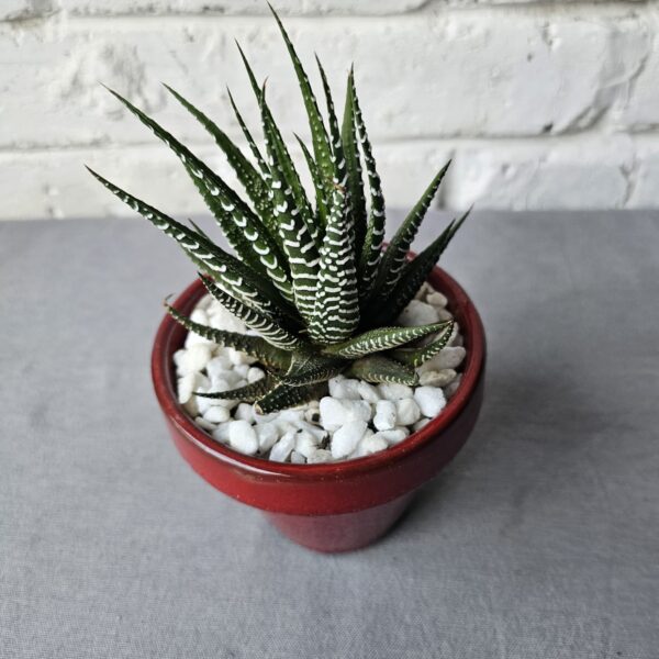 Handcrafted Zebra Plant (Haworthia attenuata) | Red Glazed Pot | Decorative Succulent Gift - Image 3