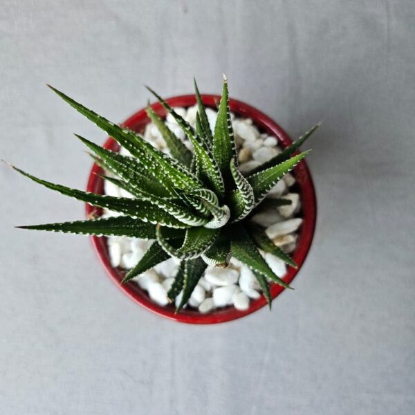 Handcrafted Zebra Plant (Haworthia attenuata) | Red Glazed Pot | Decorative Succulent Gift - Image 2