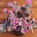 Kalanchoe pumila | 10cm Pot | Flower Dust Plant Silver Succulent