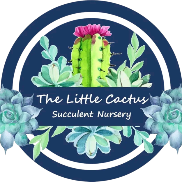 The little cactus