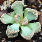 Titanopsis calcarea | Concrete Plant | Rare Stone-Like Succulent