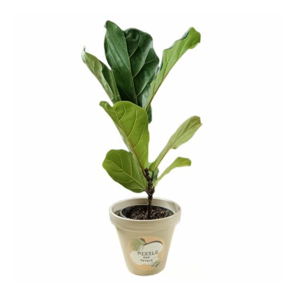 cropped-Ficus-Lyrata-600x600-1.jpg
