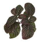 Fittonia albivenis ‘Pink’ – Pink Nerve Plant Indoor Plant