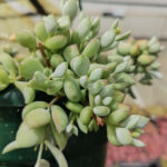 Cotyledon pendens – Trailing Cliff Cotyledon Succulent | Rare Hanging Succulent SA