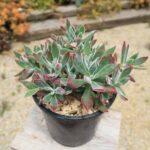 Echeveria harmsii ‘Ruby Slippers’ – Red Velvet Succulent