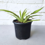 Chlorophytum comosum ‘Variegatum’ | Variegated Spider Plant | Easy Care Indoor Hanging Plant