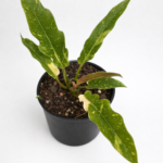 Philodendron Ring of Fire – Potted in 15cm Pot