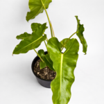 Philodendron Paraiso Verde – Potted in 15cm Pot