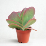 Kalanchoe thyrsiflora (Flapjacks / Paddle Plant) – Red-Edged Succulent | 15cm Pot Outdoor Plant