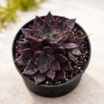 Echeveria ‘Black Prince’ – Dark Rosette Succulent | 12cm Pot
