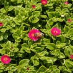 Aptenia cordifolia Red Flower (Baby Sun Rose) | Fast-Growing Drought-Tolerant Ground Cover Succulent | 12cm pot