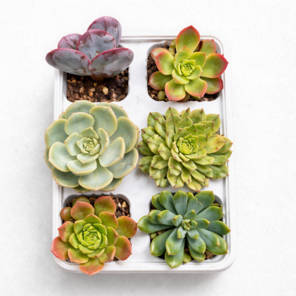 Succulent Collection Tray – Choose Your Succulent Set (6 Assorted Plants per Tray) | Mixed Succulent Starter Collection - Image 6