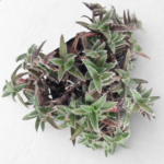 Kitten Ears (Cyanotis somaliensis) 12cm Pot – Rare Fuzzy Trailing Indoor Plant | Soft Velvety Leaves Succulent