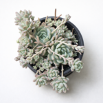 Echeveria prolifica 12cm Pot – Fast-Growing Succulent Indoor Plant | Clustering Rosette | Easy Care Ground Cover