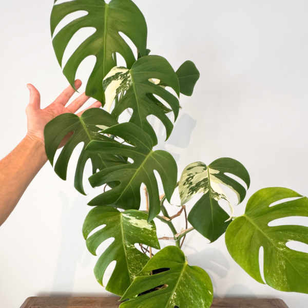 Monstera Deliciosa Variegata (Albo) – Rare White Variegated Swiss Cheese Plant | Indoor Climbing Plant | Plant 26 - Image 2