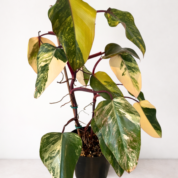 Philodendron ‘Strawberry Shake’ – Rare Pink, Cream & Yellow Variegated Philodendron | Collector Indoor Plant - Image 2